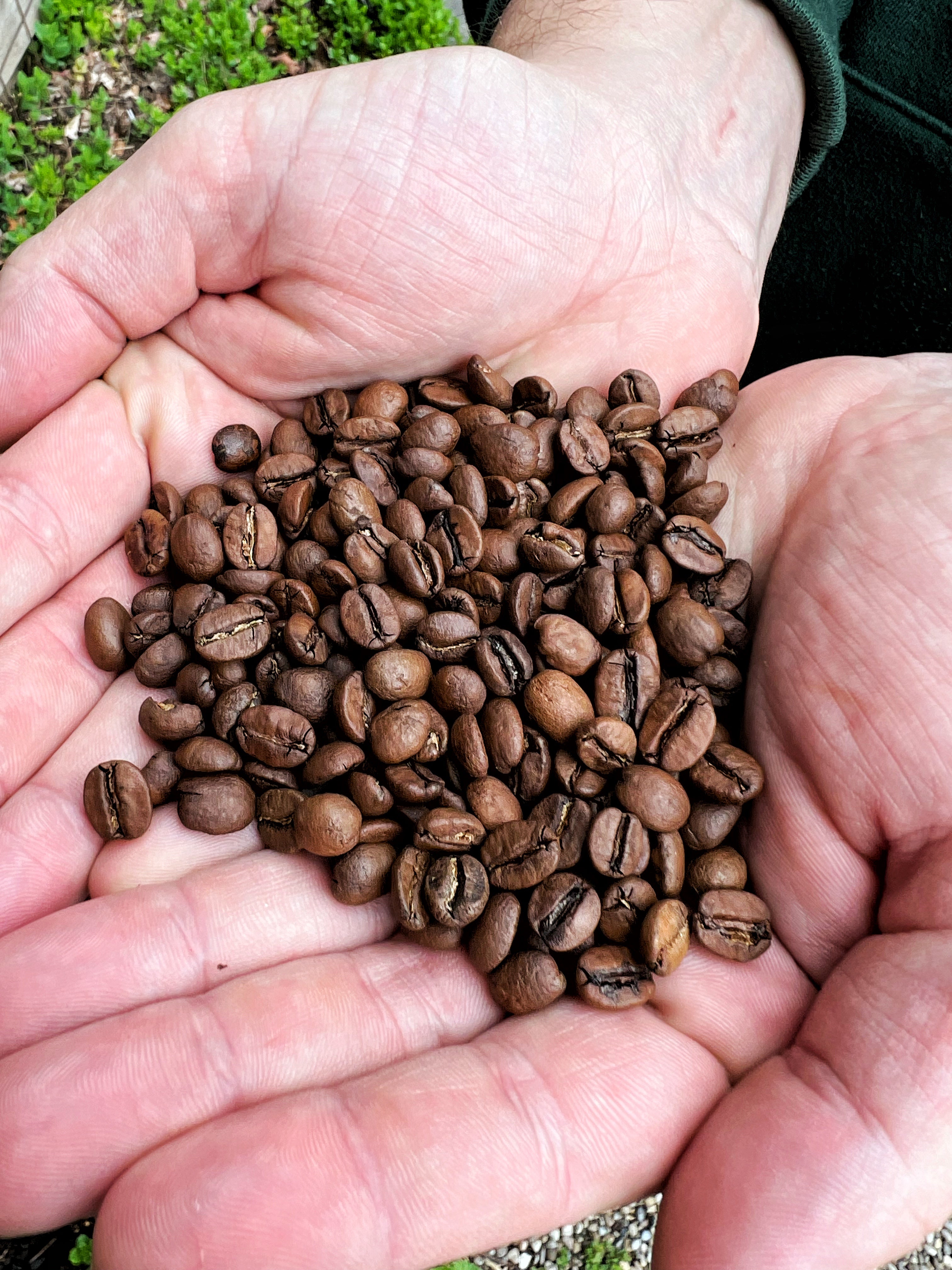 Prolog Copenhagen Coffee Beans - Chelbesa (Ethiopia)